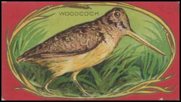 3 Woodcock